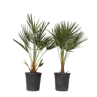 Palmito - 2 Pzs - Chamaerops Humilis - Altura 70-80cm - ⌀21cm