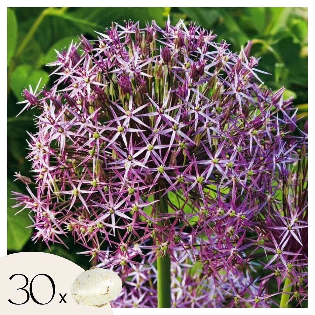 Estrelle De Persia - 30 Pzs - Allium 'christophii' - Bulbos De Flores - Púrpura_0