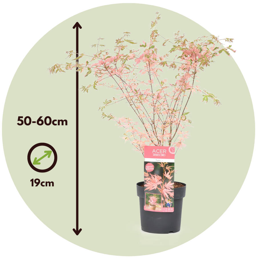 Arce Japonés - Acer Palmatum 'taylor' - Altura 50-60cm - ⌀19cm_2