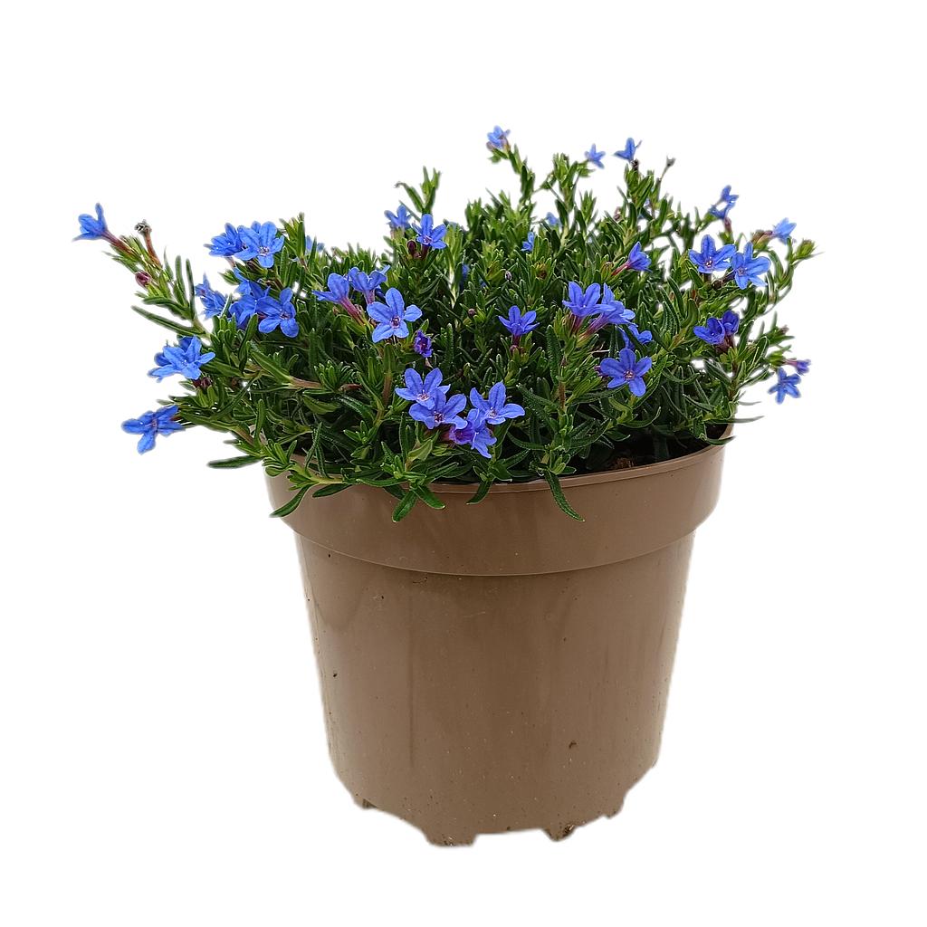 Lithodora Diffusa M22_0