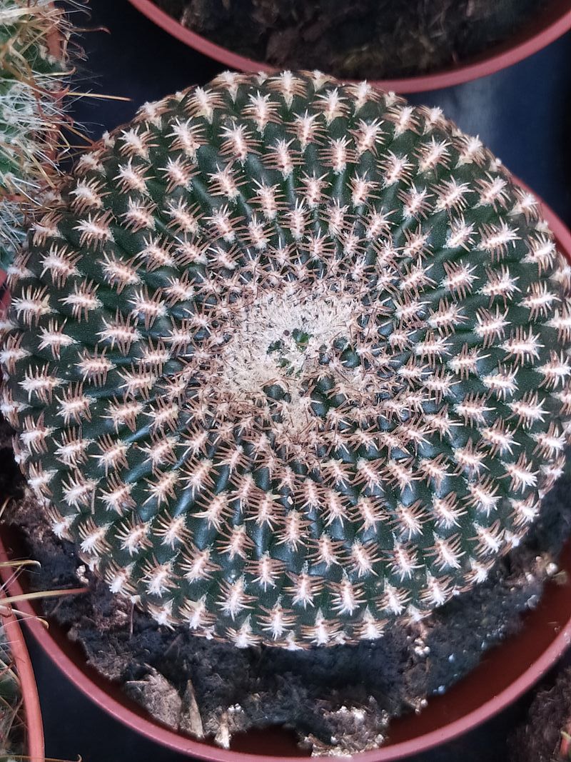 Rebutia Arenacea Cactus 8 Cms Planta_0