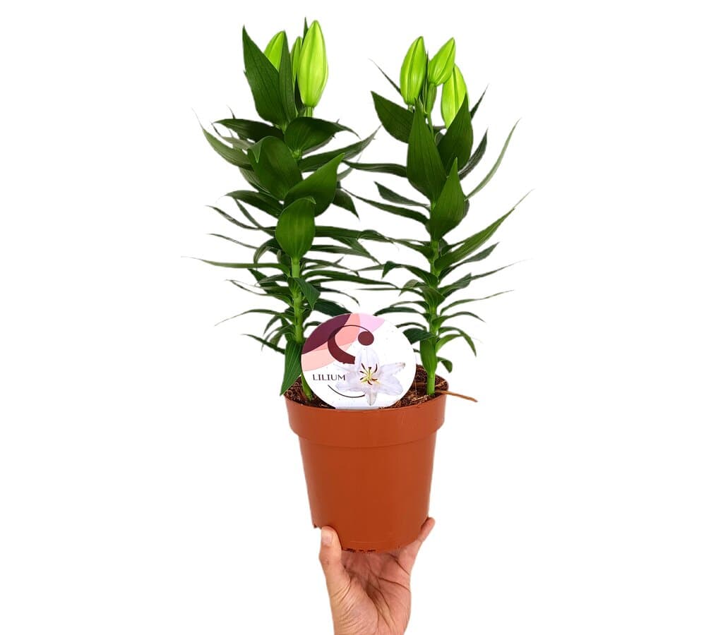 Lilium Oriental M17_0