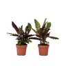 Calathea - 2 Pzs - Goeppertia Insignis - Altura 30-40cm - ⌀12cm