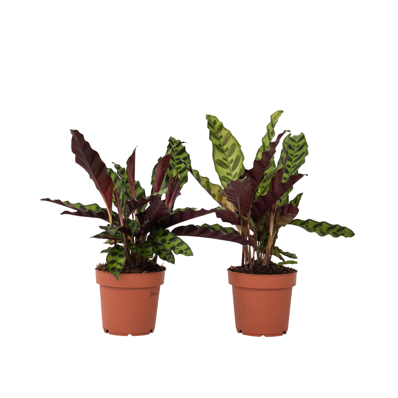 Calathea - 2 Pzs - Goeppertia Insignis - Altura 30-40cm - ⌀12cm_0