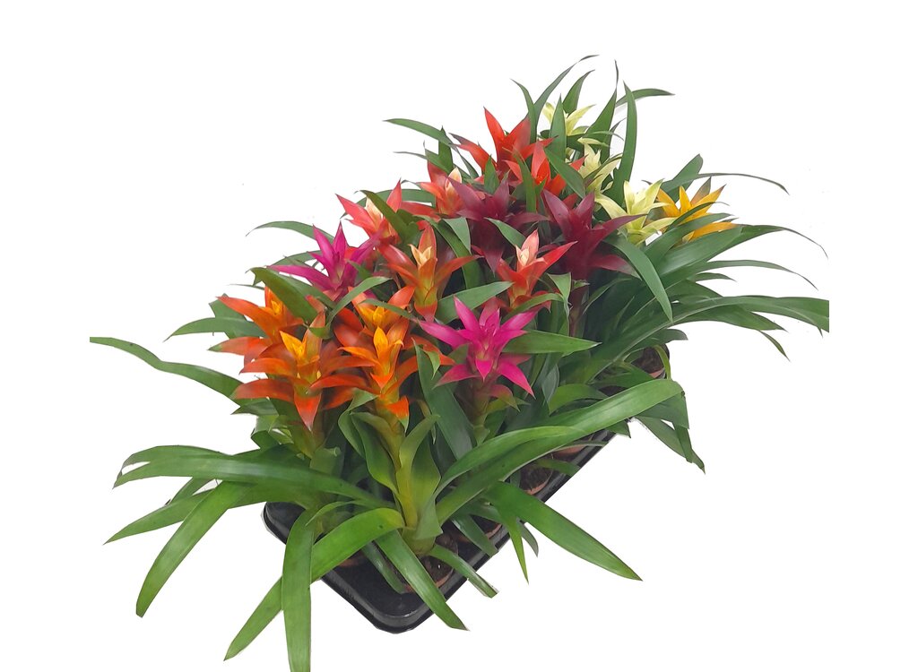 Guzmania Variada M9 20cm_0