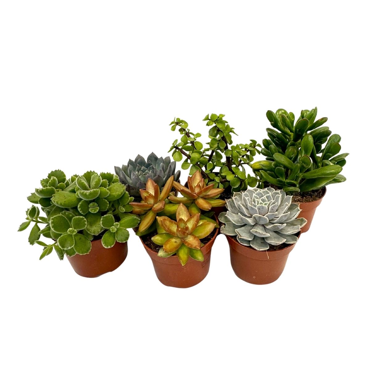 Mezcla De Suculentas - 6 Pzs - Succulent Mix - Altura 15-20cm - ⌀105cm_0