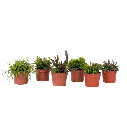 Mezcla De Cactus Coral - Rhipsalis - Pack De 6 - Altura 15-20 Cm - Maceta 12 Cm_0
