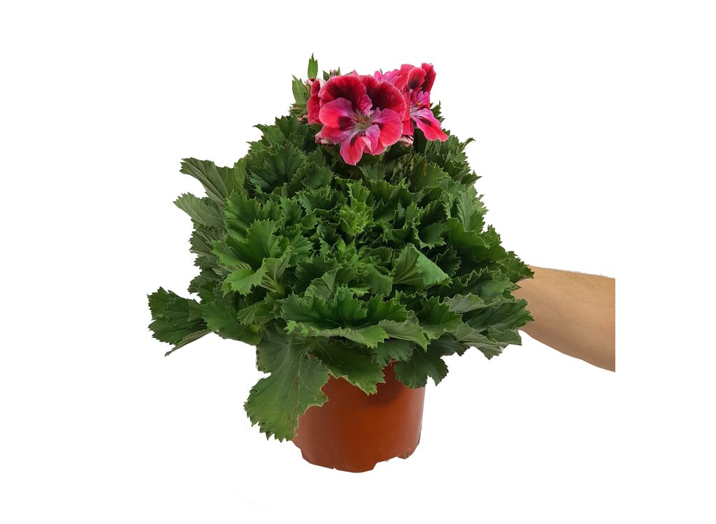 Pelargonium Crispun M14 35cm_0
