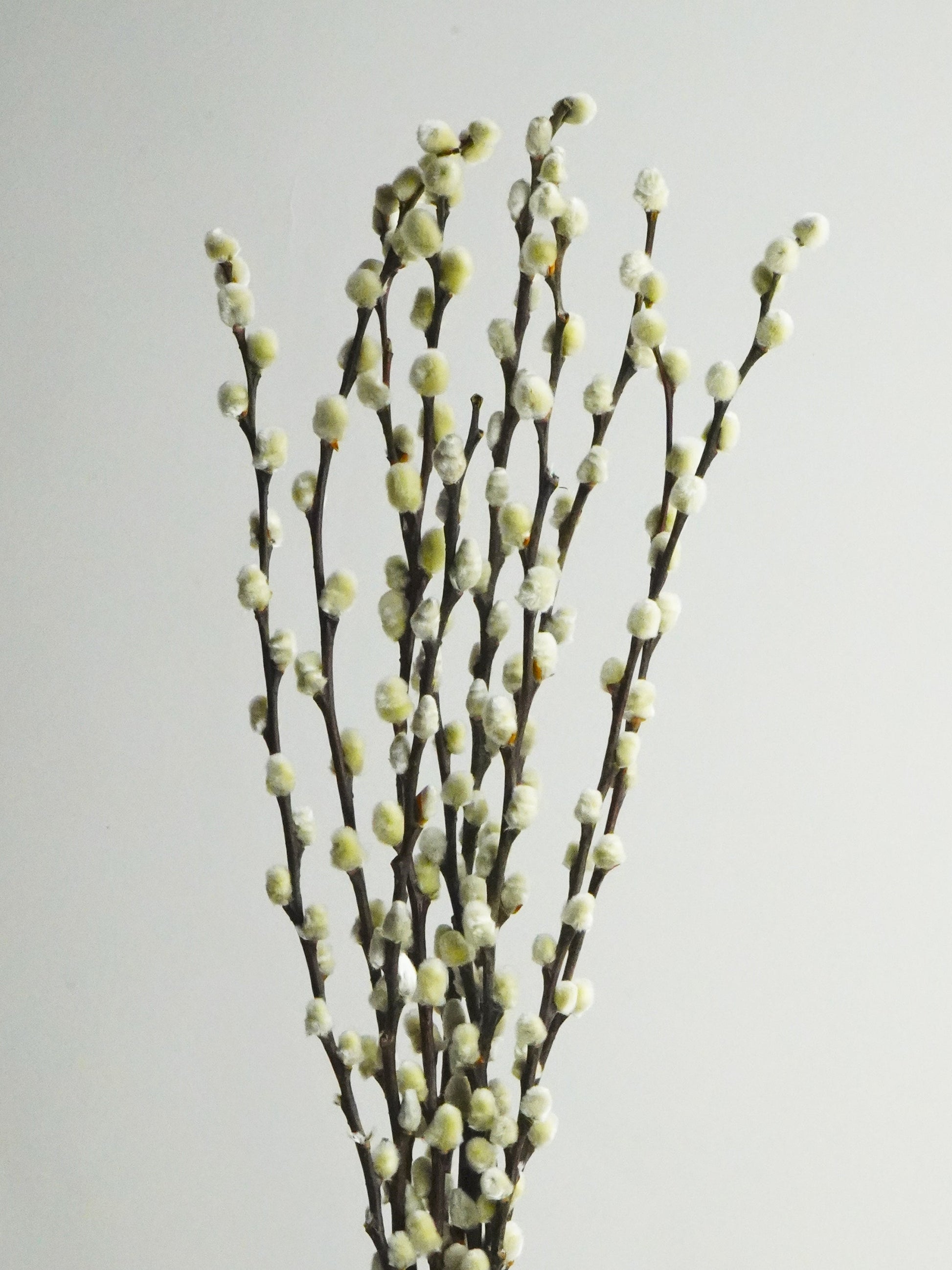 Salix Preservada