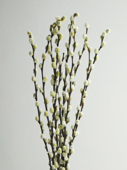 Salix Preservada