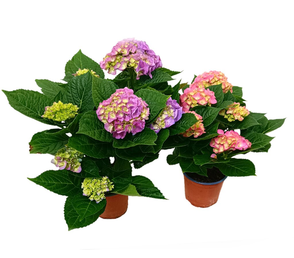 Hortensia Mix M14 30-40cm_2