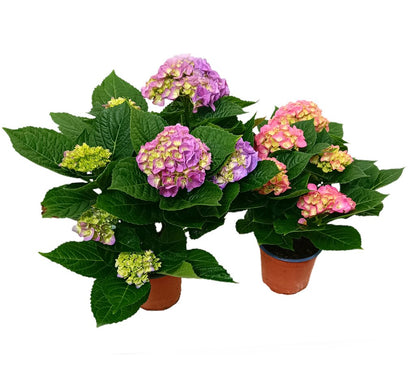 Hortensia Mix M14 30-40cm_2