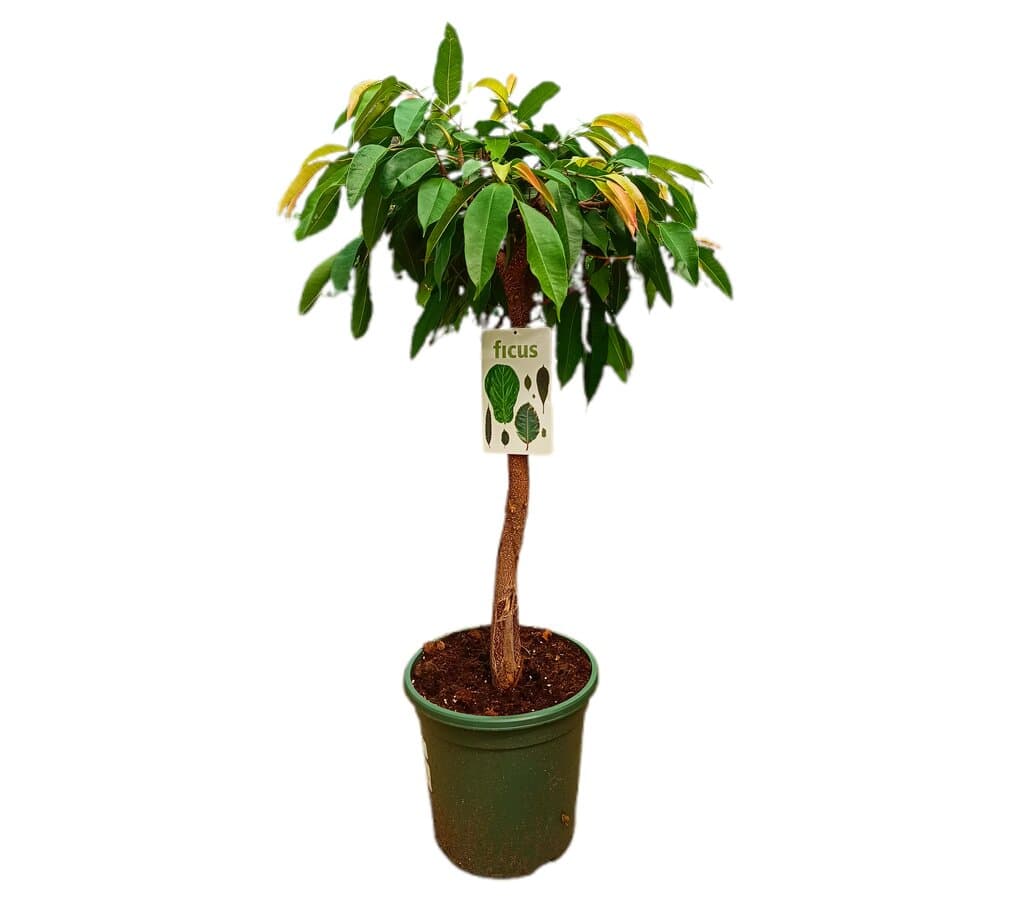 Ficus Binnendijkii Amstel King M32 100cm