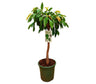 Ficus Binnendijkii Amstel King M32 100cm