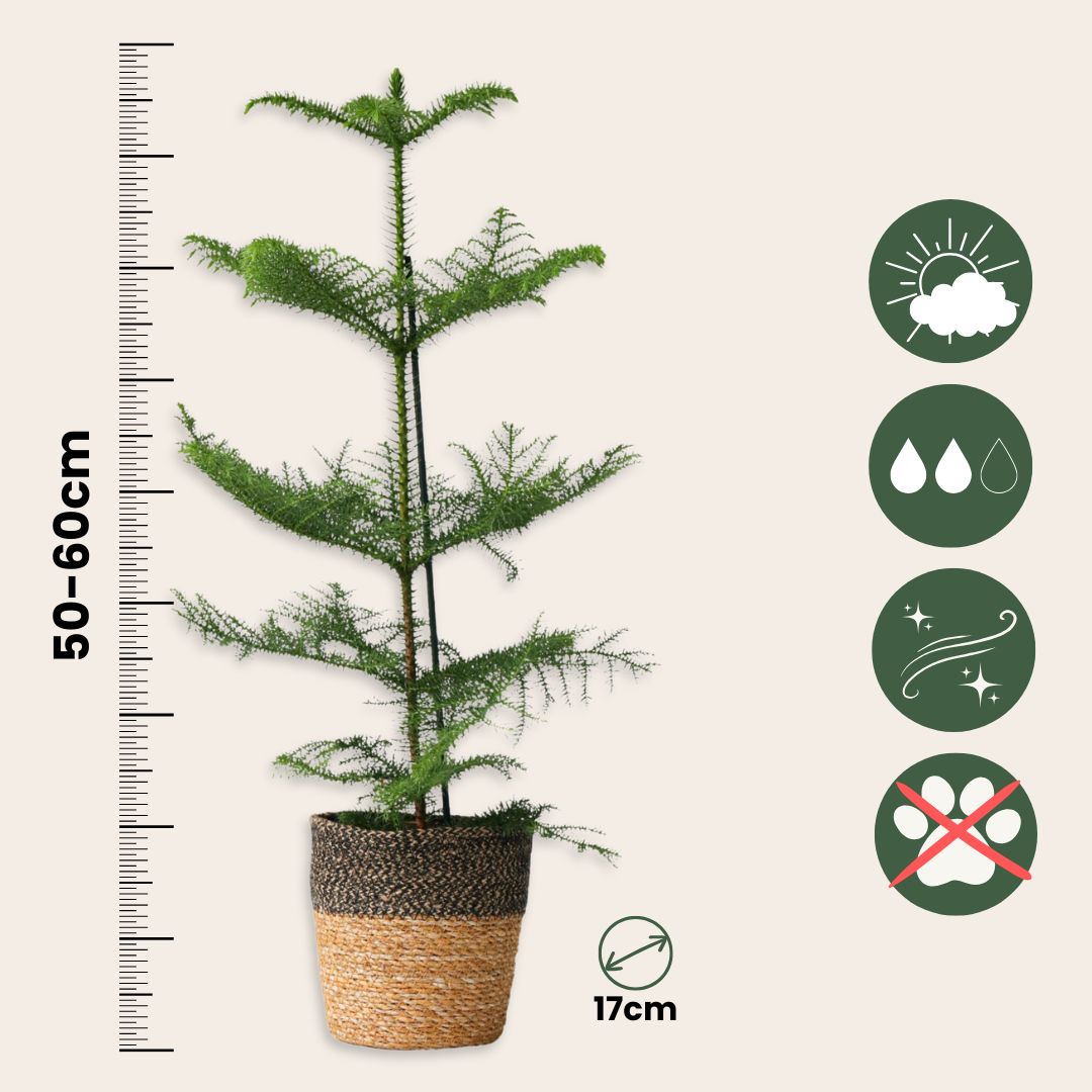 Arbolapp Canarias - Araucaria Heterophylla - Altura 50-60cm - ⌀17cm_2