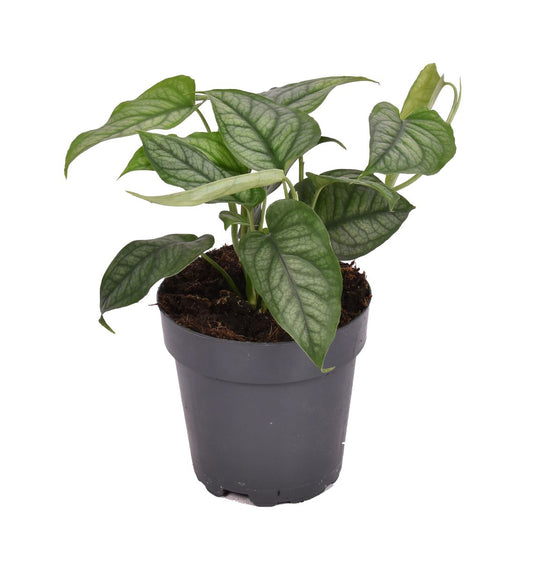 Planta Natural Monstera Siltepecana 1 Ud Ø 6 Alt. 15_0