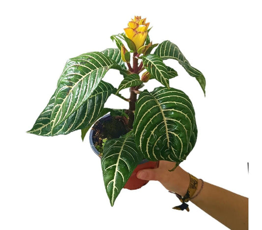Aphelandra Squarrosa M13 25cm (planta Cebra)_0
