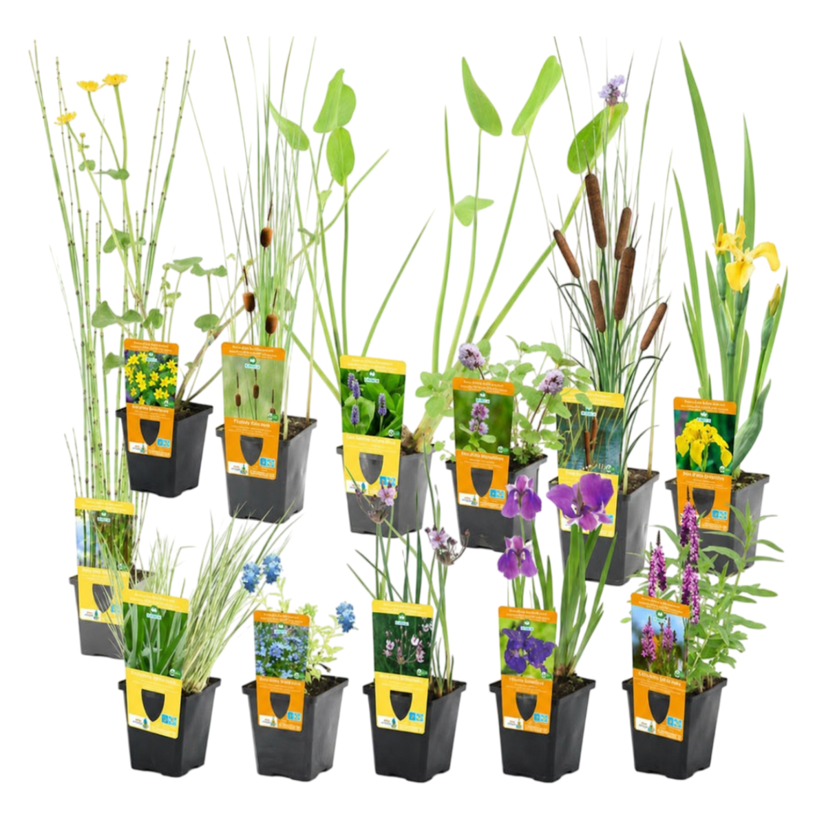 Set Sorpresa Plantas Estanque - 12 Plantas Resistentes Con Cestas_0
