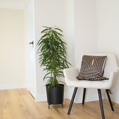 Ficus De Hojas Largas - Ficus Binnendijkii - Altura 100-110cm - ⌀21cm