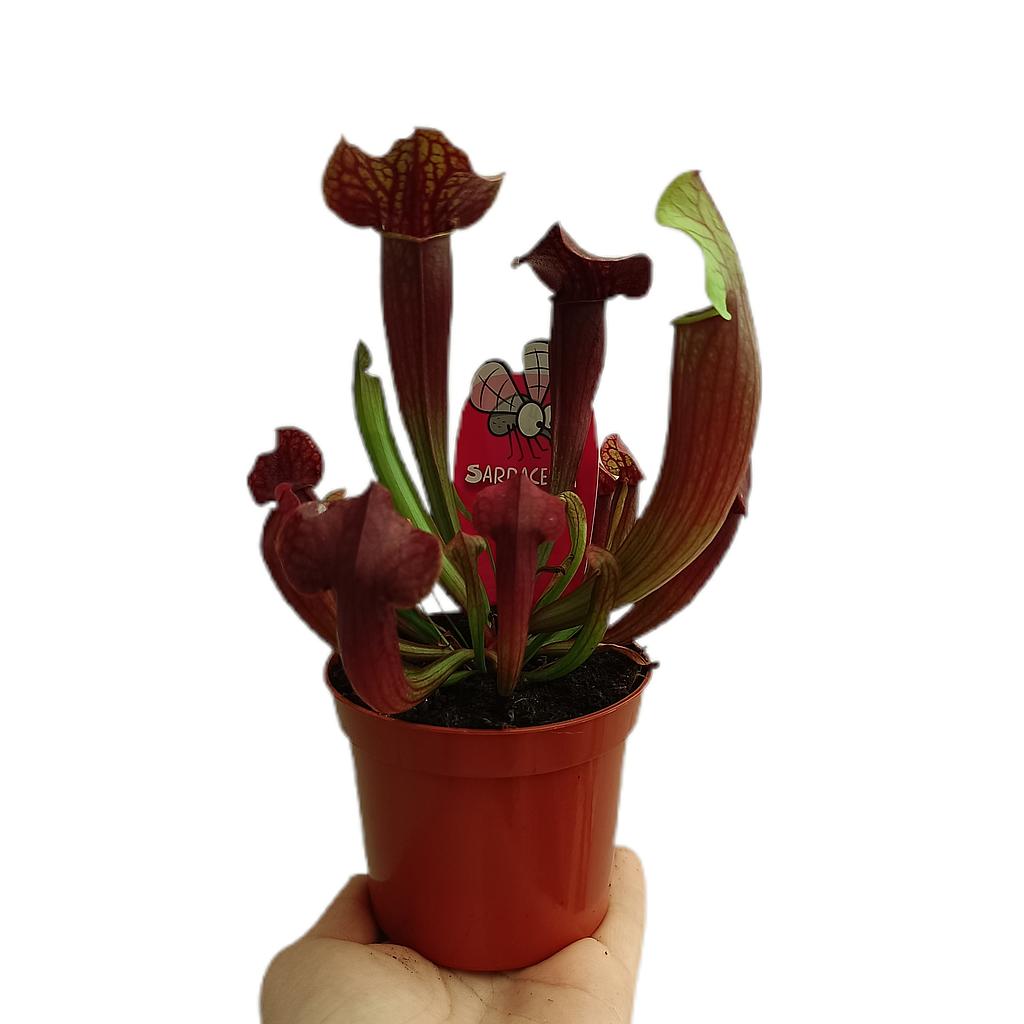 Sarracenia Tess M9_0