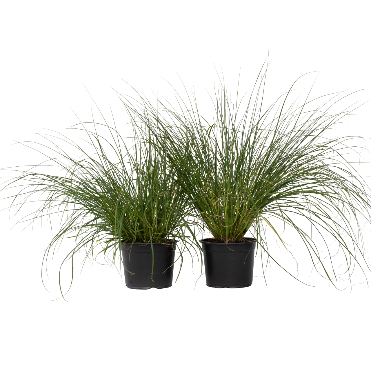 Pluma De Zorro Hameln - 2 Pzs - Pennisetum 'hameln' - Altura 20-30cm - ⌀23cm_0