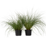 Pluma De Zorro Hameln - 2 Pzs - Pennisetum 'hameln' - Altura 20-30cm - ⌀23cm