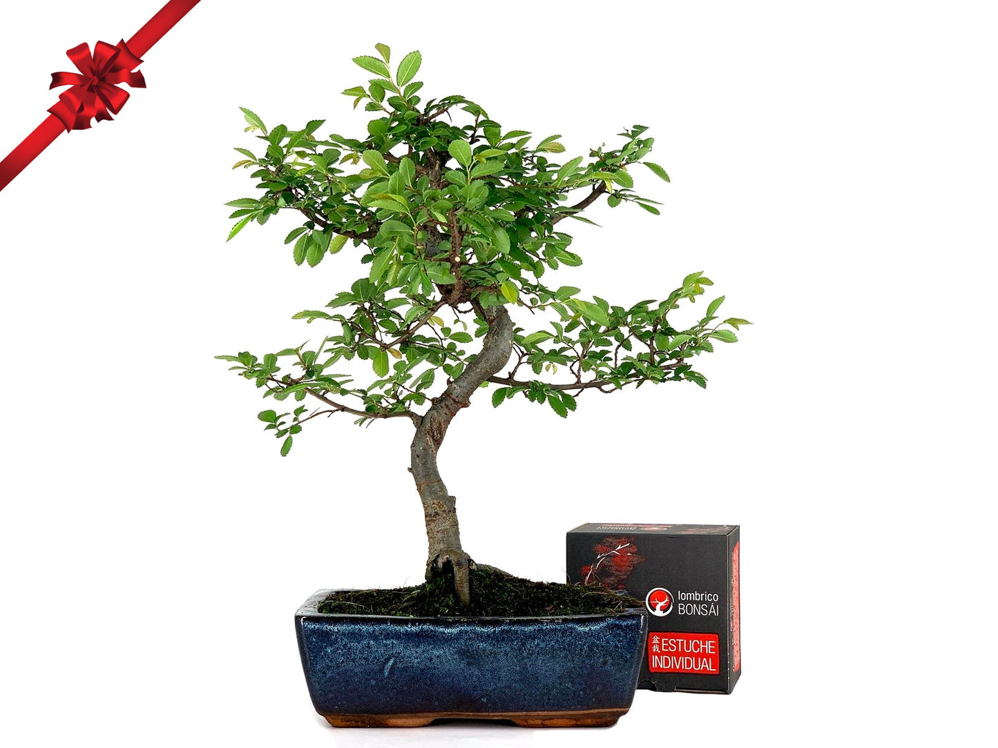 Pack Bonsái Zelkova 10 Años + 4 Lombrico 100ml Pz23_0