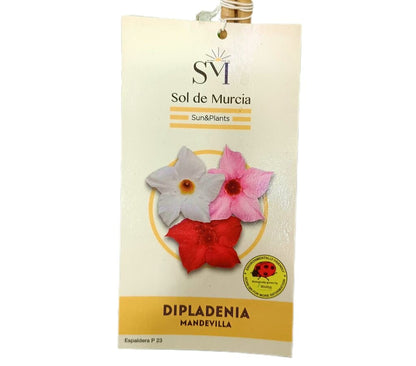 Dipladenia Piramide M17 70-80cm_1