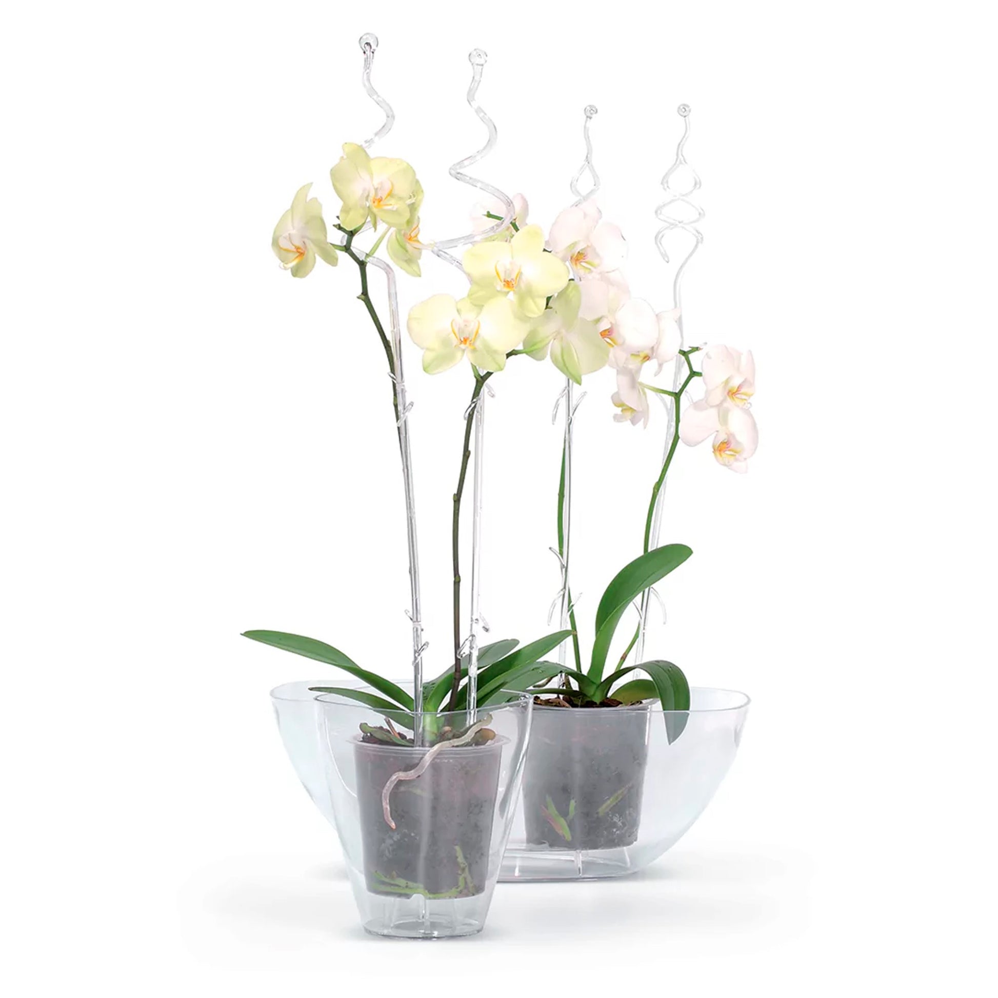 Maceta Coubi Orchid 3,8l., Dimensiones (mm) 360x150x132, Color Transparente_3