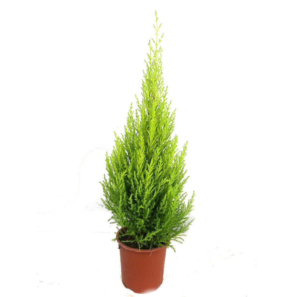 Cupresus Gold Crest Wilma M27 140cm (pino Del Limon)_0