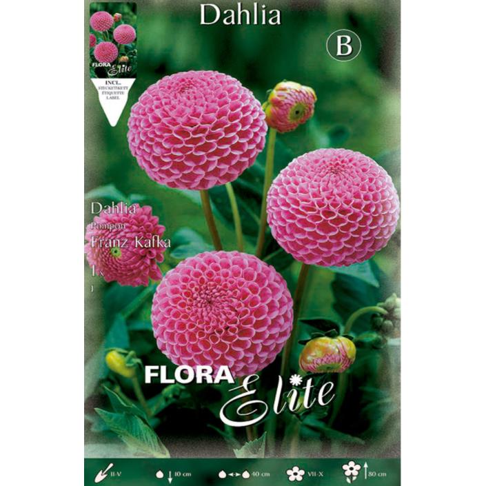 Bulbo Dalia Pom Pom rosa