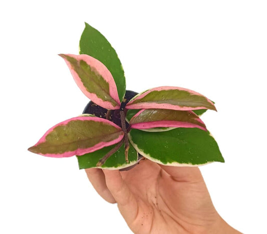 Hoya Flamingo Dream M6_0