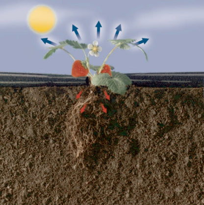 Film de acolchamiento Fresafilm Nortene 1,4 x 10 m