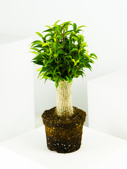 Ficus Benjamina | Altura 30cm - Diámetro 12cm
