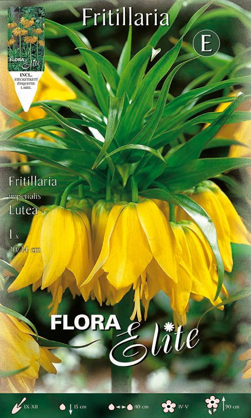 Bulbo Fritillaria imperialis amarillo 1 ud
