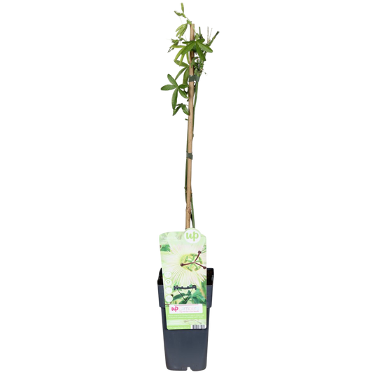 Passiflora Caerulea Constance Elliot Flor Blanca Pasionaria Planta Enredadera_0