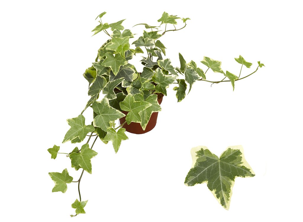Hedera Helix Goldchild M9 20cm_0