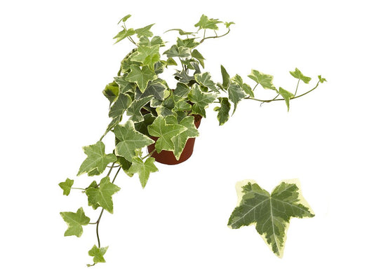 Hedera Helix Goldchild M9 20cm_0