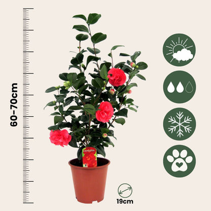 Rosa Japonesa - 2 Pzs - Camellia Japonica 'lady Campbell' - A60-70cm - ⌀19cm