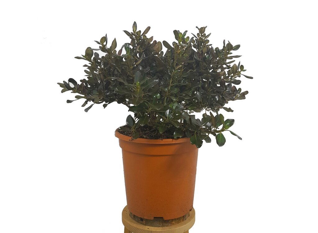 Coprosma Chocolate M24 50cm_1