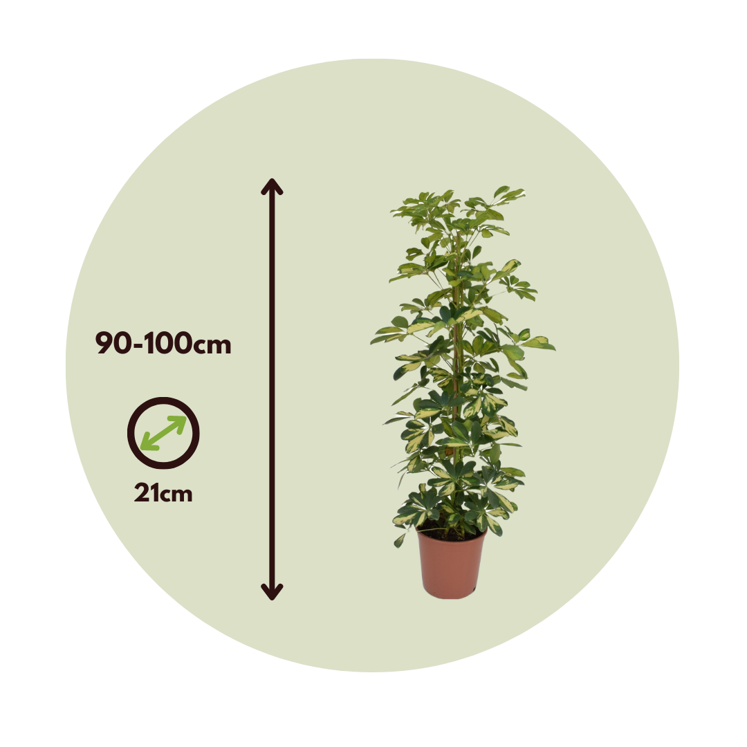 Cheflera - Schefflera 'dalton' - Altura 90-100cm - ⌀21cm_2
