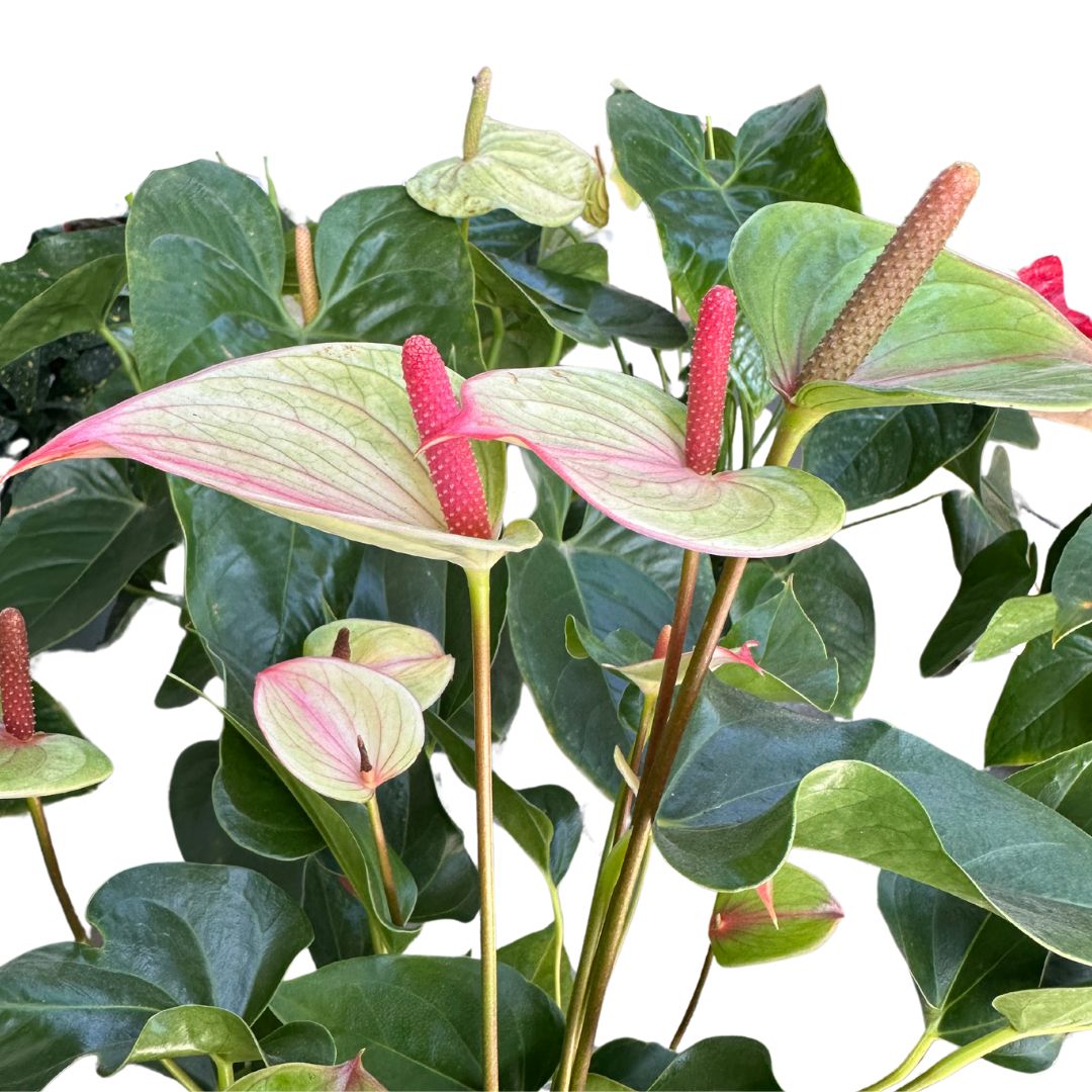 Anthurium De Colores Planta De Interior Con Vistosas Flores