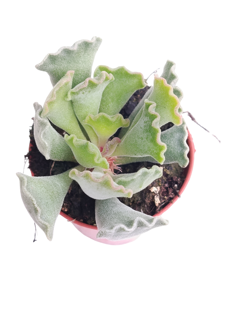 Adromischus Cristatus Planta Suculenta Ø5_0