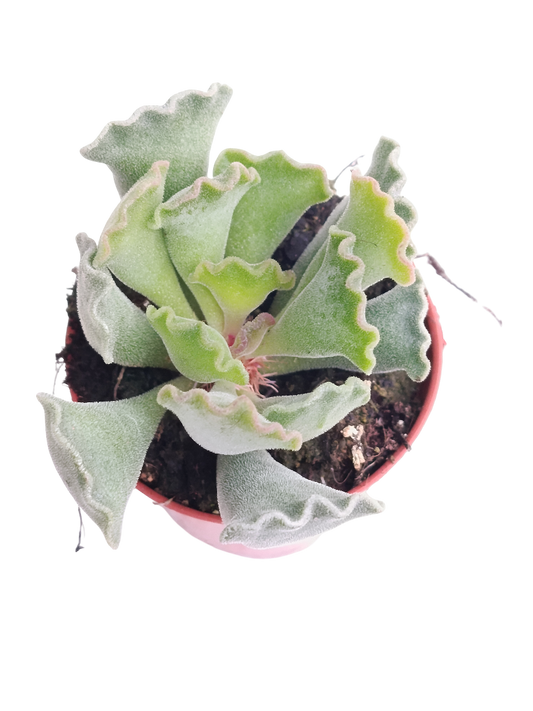 Adromischus Cristatus Planta Suculenta Ø5_0