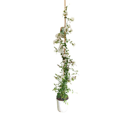 Plumbago Blanco M20 90-100 Cm_0
