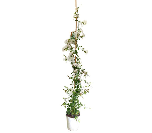 Plumbago Blanco M20 90-100 Cm_0