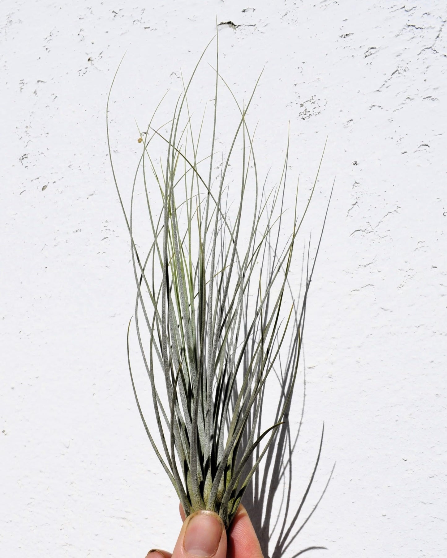Tillandsia juncea; tilandsia junco, planta del aire plateada; Curiosarium; altura 20-35 cm, diámetro 10-25 cm_3