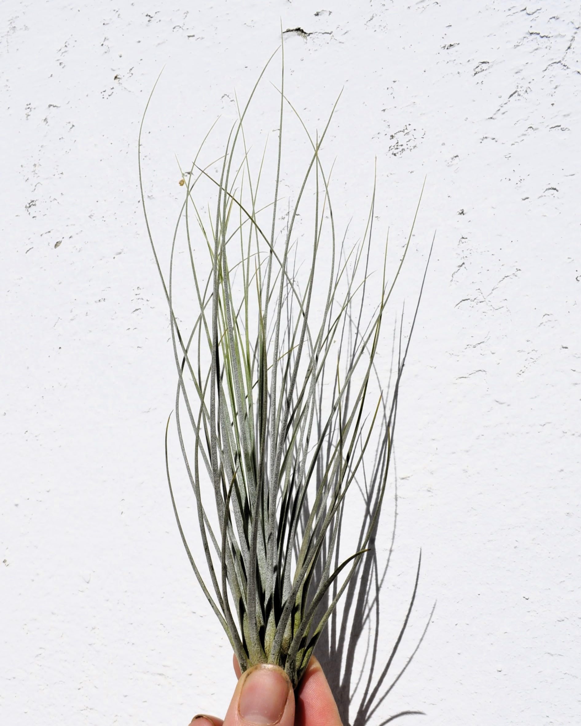 Tillandsia juncea; tilandsia junco, planta del aire plateada; Curiosarium; altura 20-35 cm, diámetro 10-25 cm_3