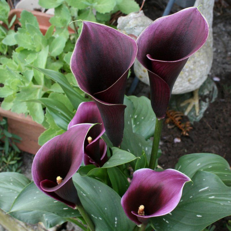 1 Bulbo Zantedeschia 'caruso' Cala Purpura_0