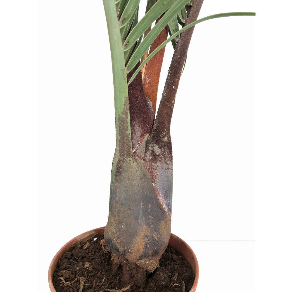 Neodypsis Decarii M21 100cm